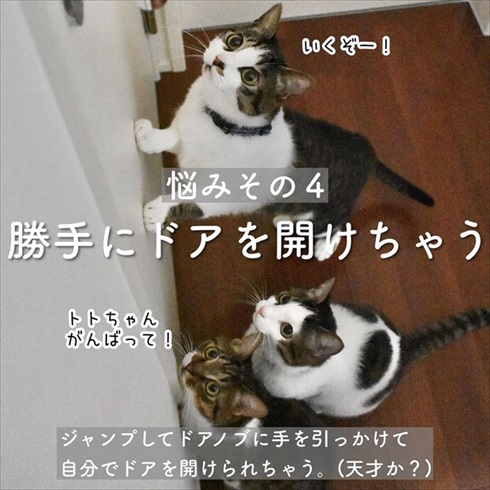 猫イタズラ対策