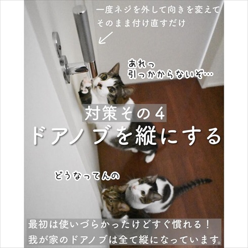 猫イタズラ対策