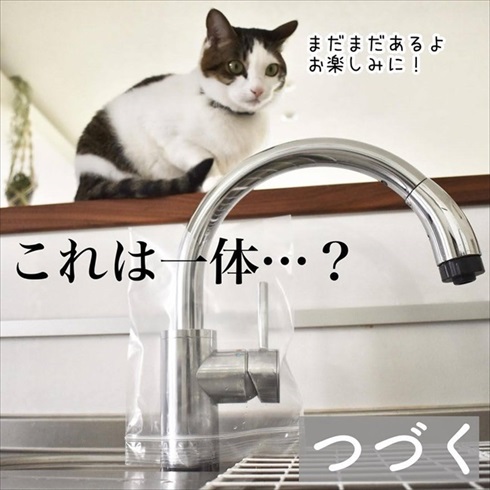 猫イタズラ対策
