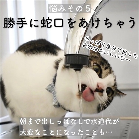 猫イタズラ対策
