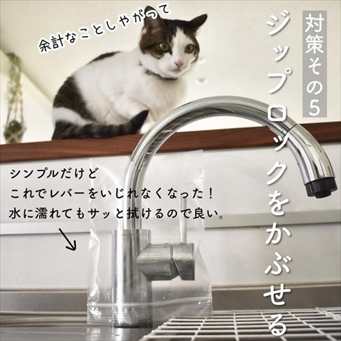 猫イタズラ対策