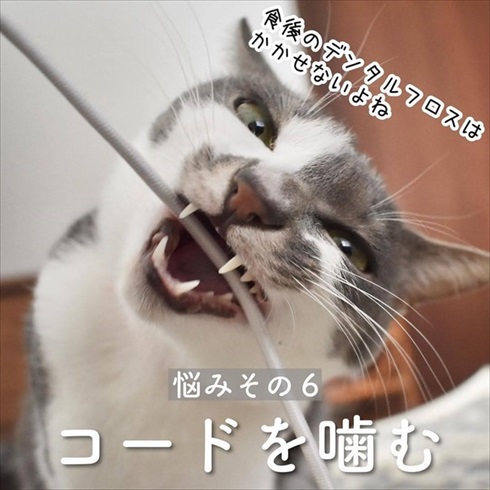 猫イタズラ対策