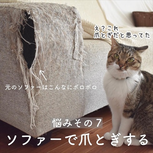 猫イタズラ対策