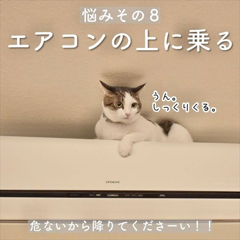 猫イタズラ対策