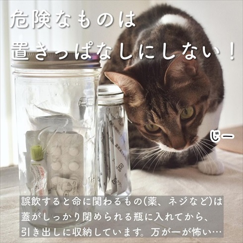 猫イタズラ対策