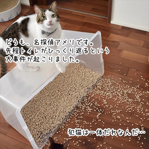 猫イタズラ対策
