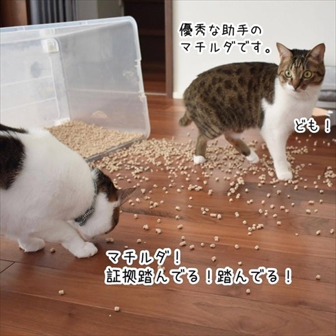 猫イタズラ対策