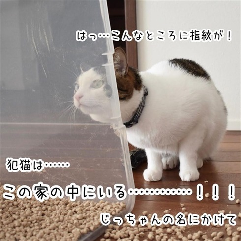 猫イタズラ対策