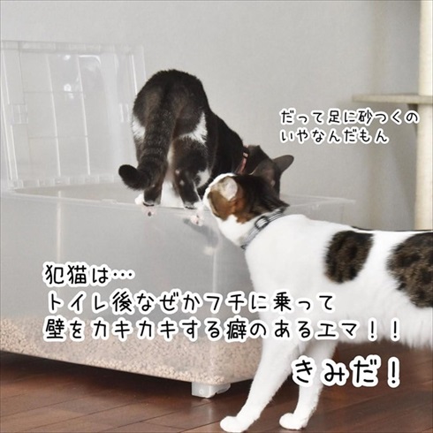 猫イタズラ対策