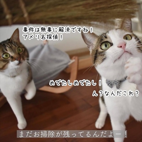 猫イタズラ対策