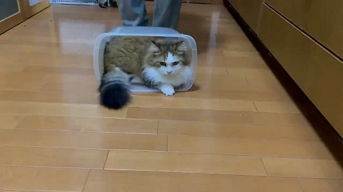 ひのき猫