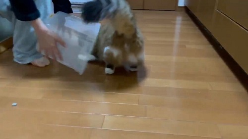 ひのき猫