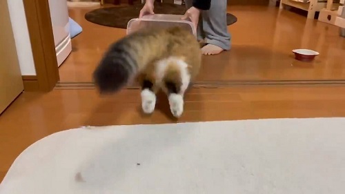 ひのき猫