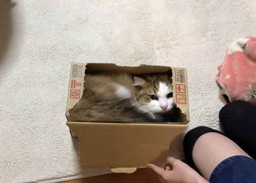 ひのき猫