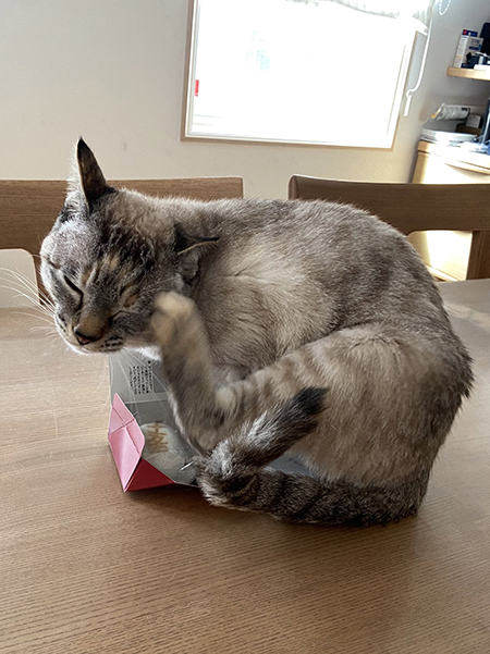 ビスコさん箱の上でカイカイ