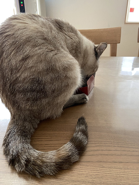 ビスコさん尻尾アップ