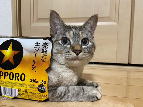 ビール箱に入るビスコさん