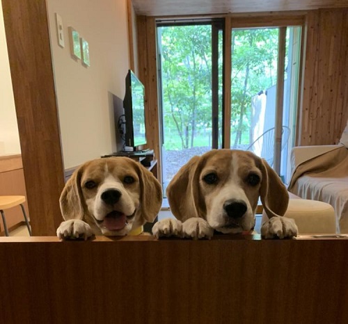 ペット手帳 ベストショット