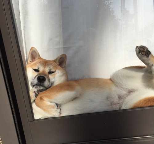 ペット手帳 ベストショット