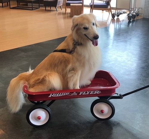 ペット手帳 ベストショット