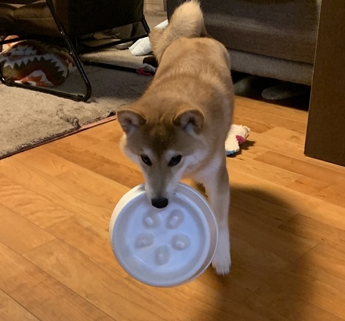 ペット手帳 ベストショット