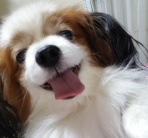 ペット手帳 ベストショット