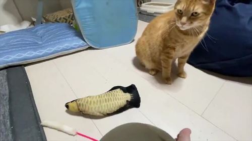 楽天市場】【48％引き】 ムサシ 超音波猫よけ 猫しっし（REP-600