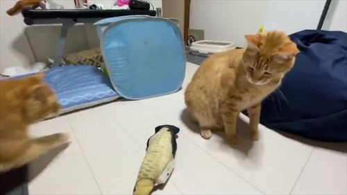 猫