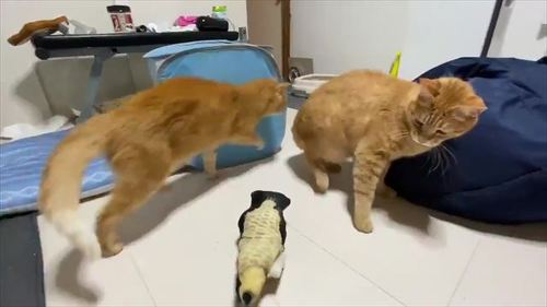 猫「ぎゃああああ!!!」 元ボス猫が謎のおもちゃにビビって逃げる