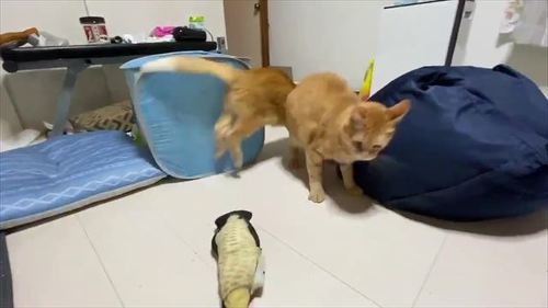 猫「ぎゃああああ!!!」 元ボス猫が謎のおもちゃにビビって逃げる