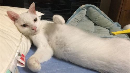 猫「ぎゃああああ!!!」 元ボス猫が謎のおもちゃにビビって逃げる