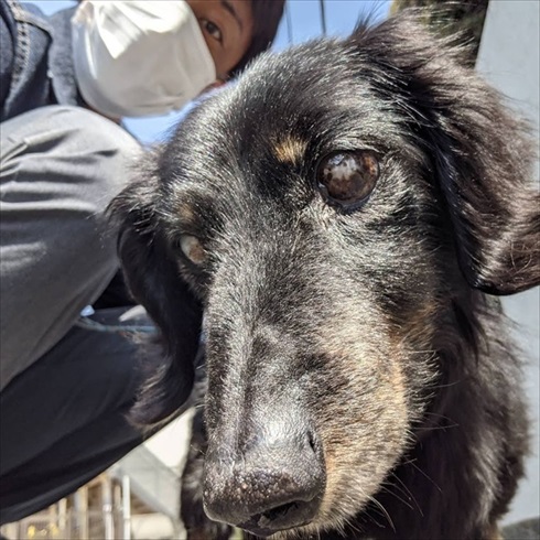 保護犬マルクくんを引き取った話