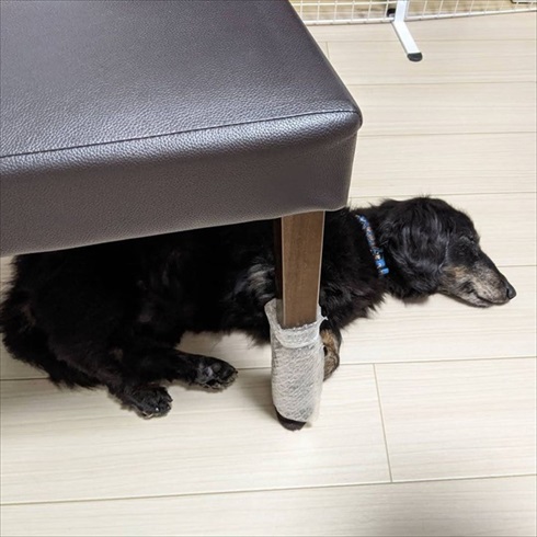 保護犬マルクくんを引き取った話