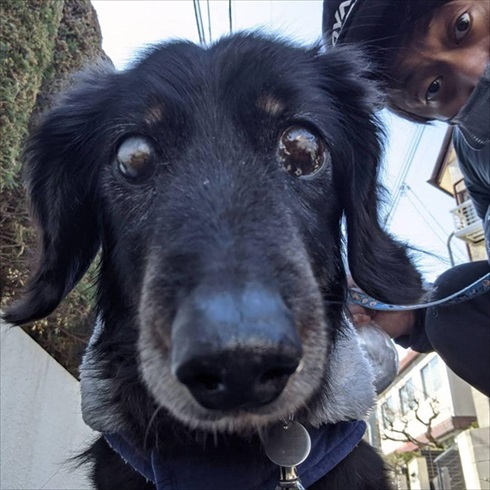 保護犬マルクくんを引き取った話