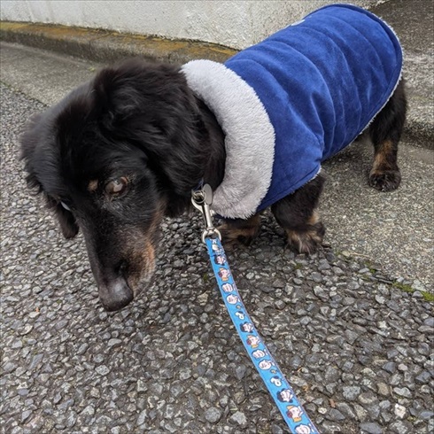 保護犬マルクくんを引き取った話