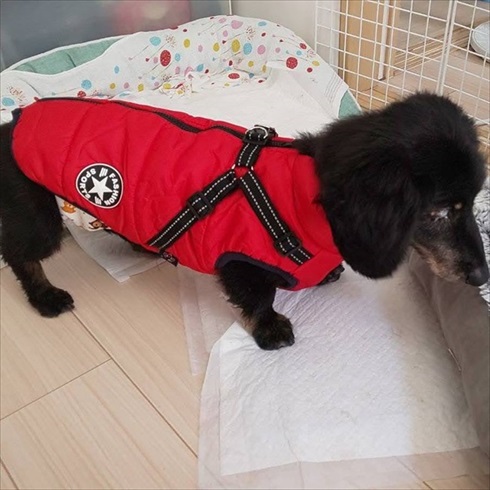 保護犬マルクくんを引き取った話