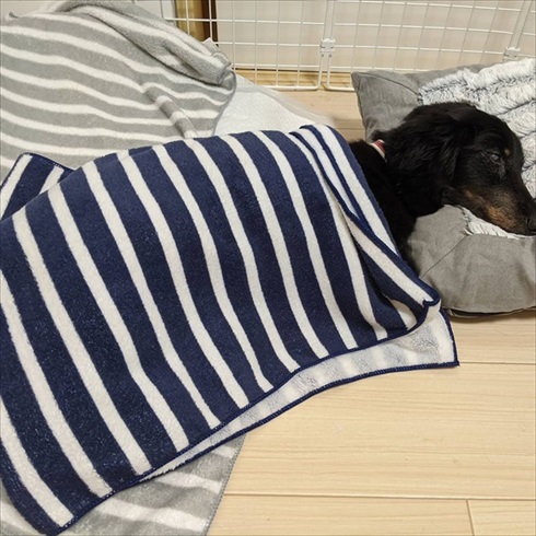 保護犬マルクくんを引き取った話