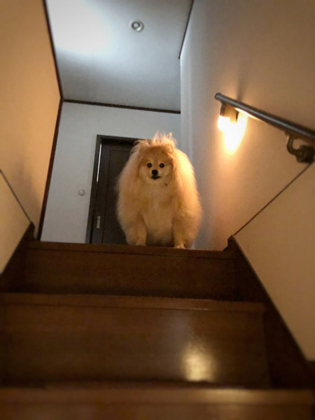 お出迎えぽめおくん