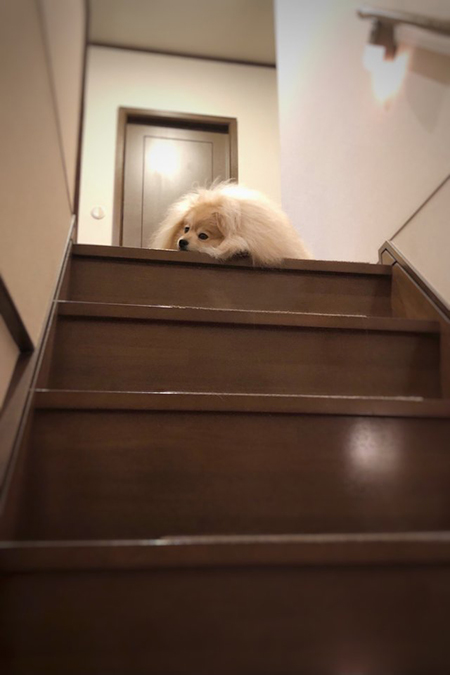 ぽめおくんはぐれメタル