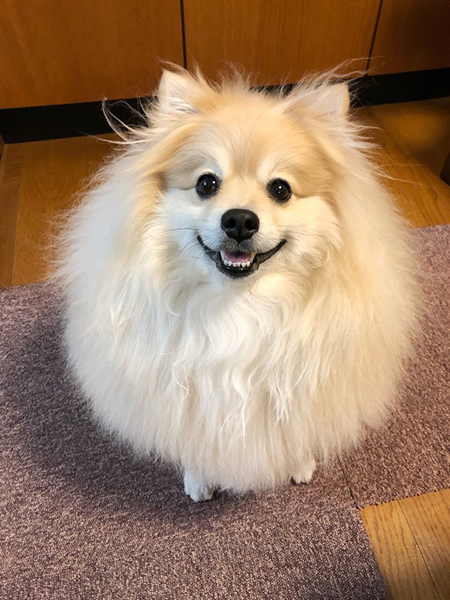 ぽめおくん正面