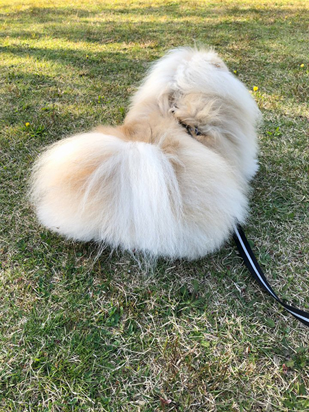 ぽめおくんのおしり