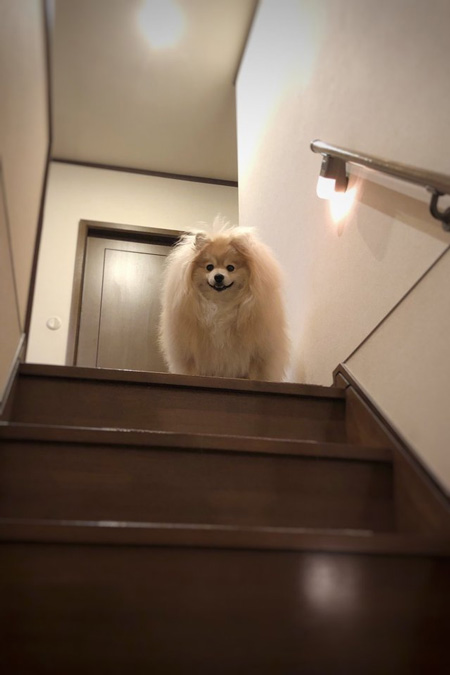 ぽめおくん四角い日