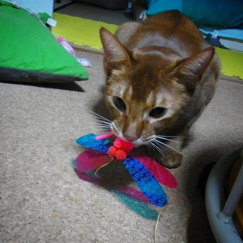 「過ぎゆく影」