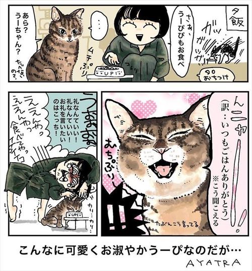 猫