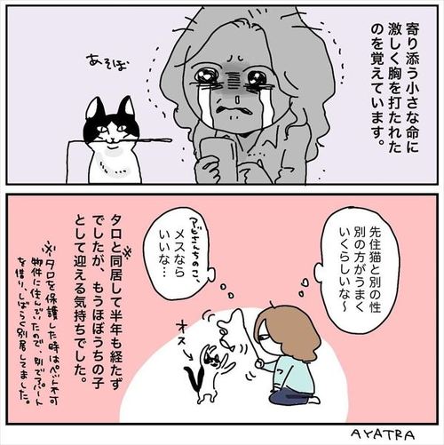 猫