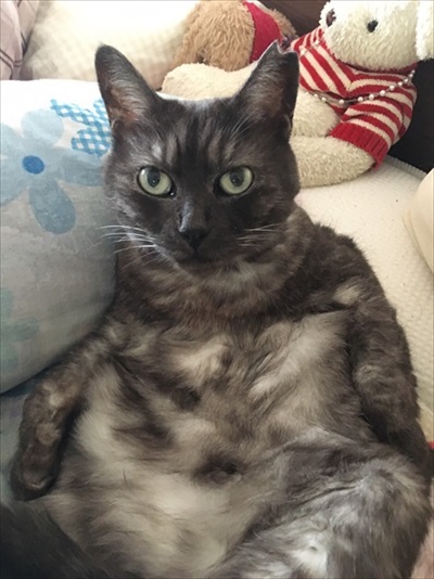 猫ちゃんのビフォーアフター