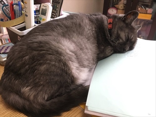 猫ちゃんのビフォーアフター