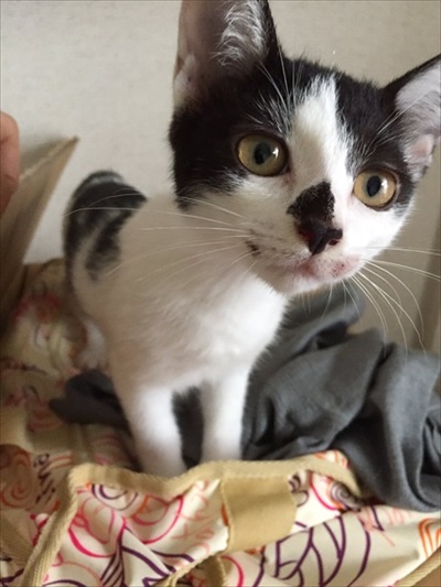 猫ちゃんのビフォーアフター