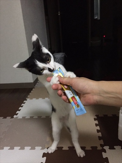 猫ちゃんのビフォーアフター