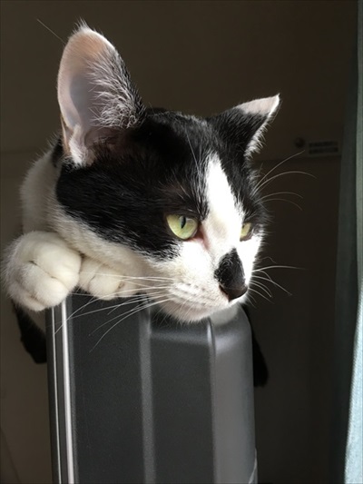 猫ちゃんのビフォーアフター